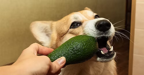 Can dogs eat avocado guide from Miss Nelly’s