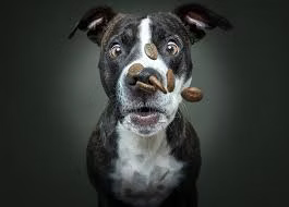 Best dog treats guide from The Daily Bark by Miss Nelly’s