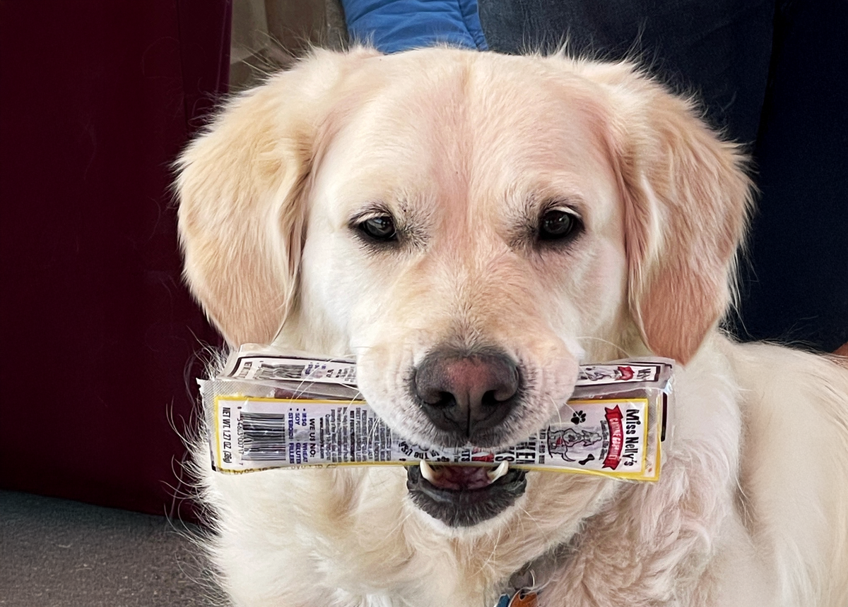 Dog holding Miss Nelly's treats in their mouth