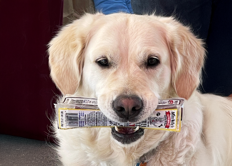 Dog holding Miss Nelly's treats in their mouth