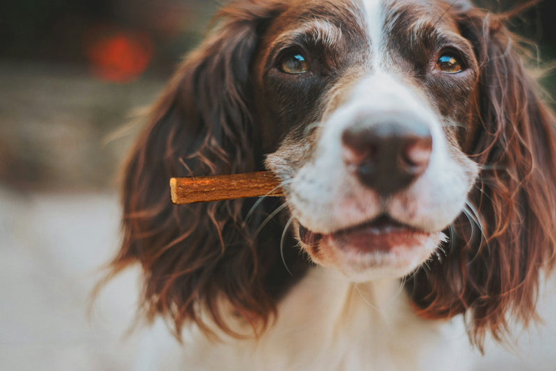 What treats are best for dog training?