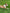 Arlo lying on its side on a grassy field